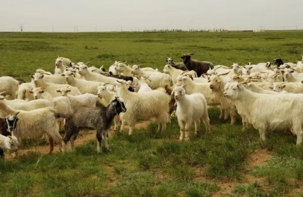 蒙古国捐赠的羊已进入隔离免疫区,隔离免疫区在哪里?