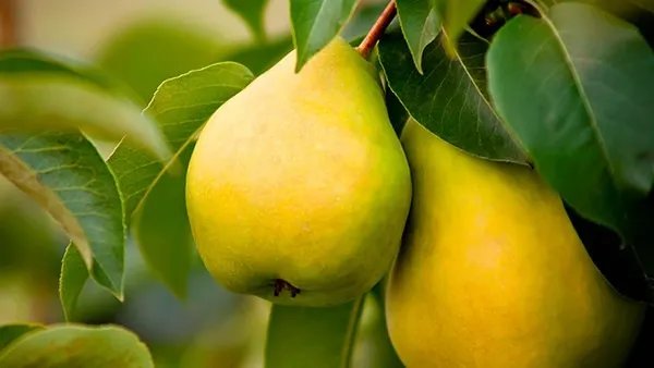 吃什么能保养卵巢