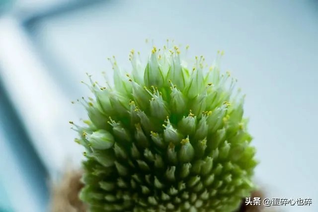 苹果手机1200万像素真的吊打4000万像素的专业相机吗?