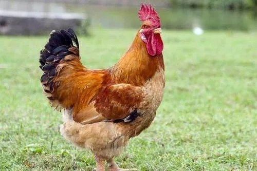 鸡肉价格一直下跌