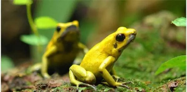 印度出现大量金黄色青蛙，这是不是外星生物呢？