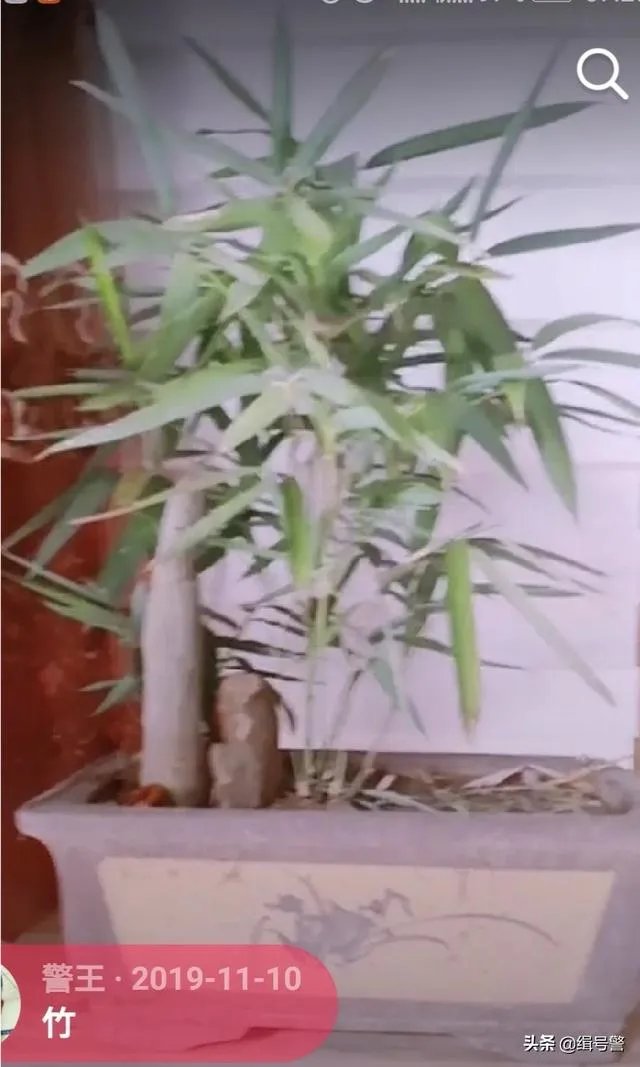 让大家来欣赏一下你做的竹盒景吧？