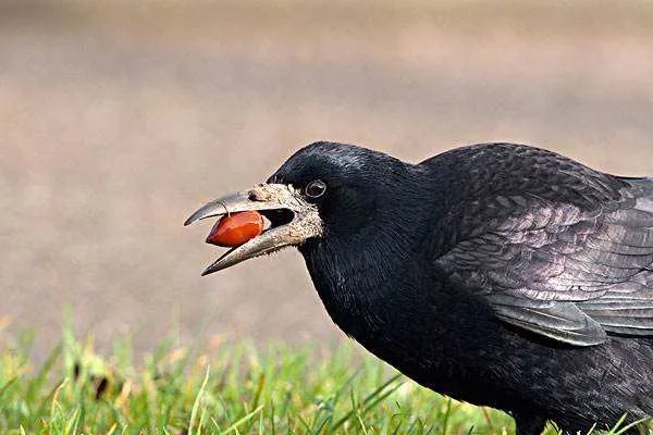 “天下乌鸦一般黑”是真的吗？