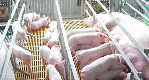 现在养猪行情如何?
