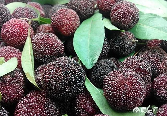 福建哪里的杨梅最好吃？