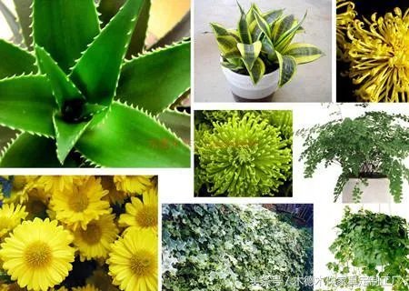 家具除味有什么方法？