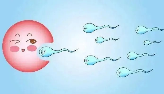 借卵试管-2023年试管借卵成本? 15万够吗?