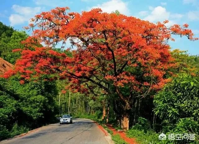 房车自驾游会不会取代旅行社？