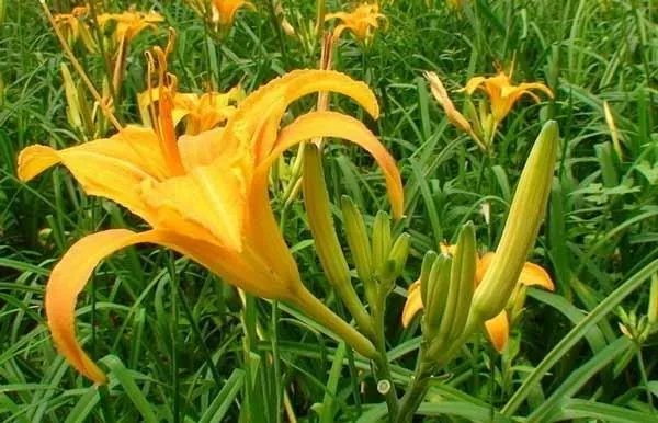 忘忧草为什么俗称黄花菜