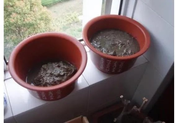 碗莲入土方法图解