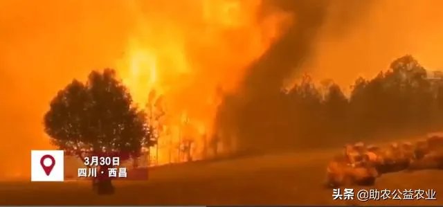 凉山再发山火，142人彻夜救援，系71岁村民烧包谷杆引发，已被警方控制，你怎么看？