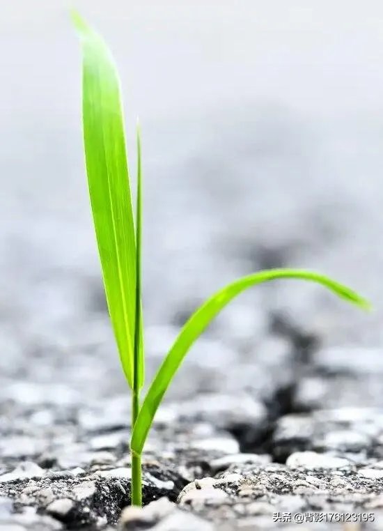 今年大家看过那么多电视剧，那你最喜欢看哪一部呢？