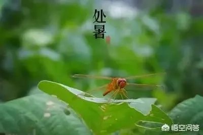 农村老话“大暑凉飕飕，立冬笑死牛”是啥意思？有道理吗？