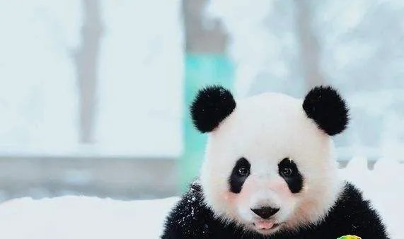 当动物遇上美颜相机是怎么回事？