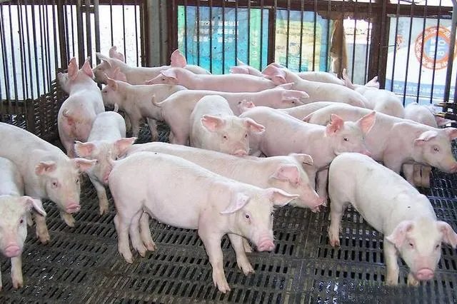 现在养猪行情如何?