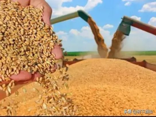 最近提倡节约粮食，你是否准备囤粮？