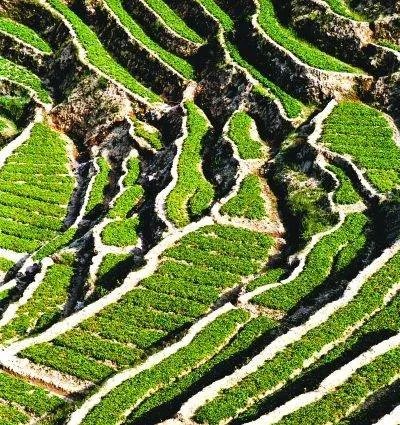 柘荣太子参的柘荣太子参简介