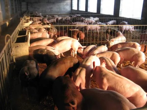 配制生猪饲料，都有哪些要领？