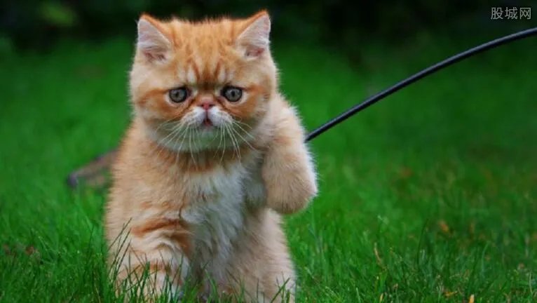 网购宠物怎么运送 网上买宠物可以货到付款吗