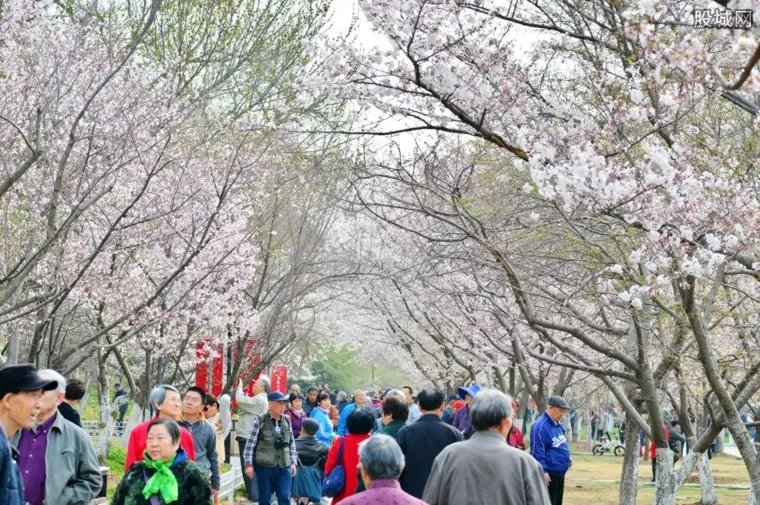 2018玉渊潭樱花节 玉渊潭樱花节门票多少钱
