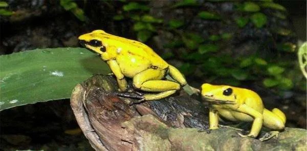 印度出现大量金黄色青蛙，这是不是外星生物呢？