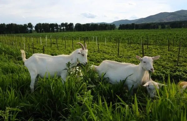 蒙古国捐赠的羊已进入隔离免疫区,隔离免疫区在哪里?