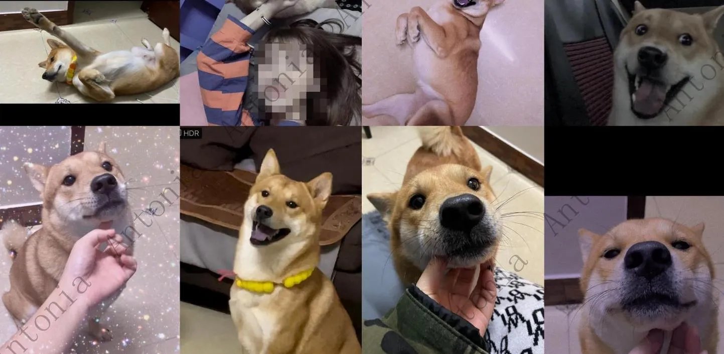 柴犬初七图片 柴犬初七被偷事件回顾