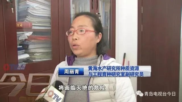 青岛市民组团挖海知了,海知了是什么?