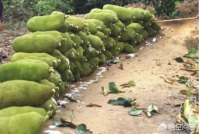 菠萝蜜凤梨菠萝麻