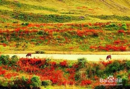 米亚罗旅游攻略