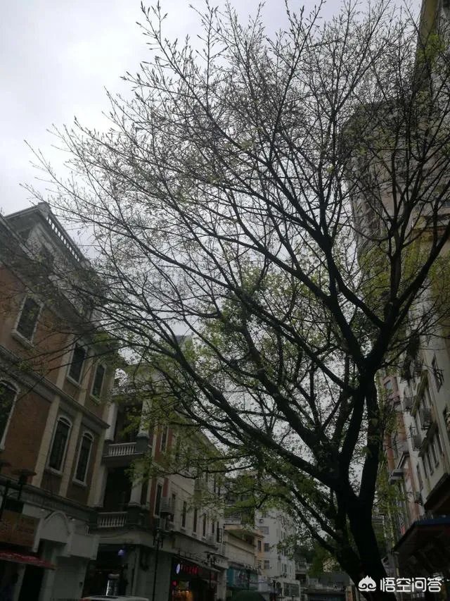 广州从化适合一个人去的地方