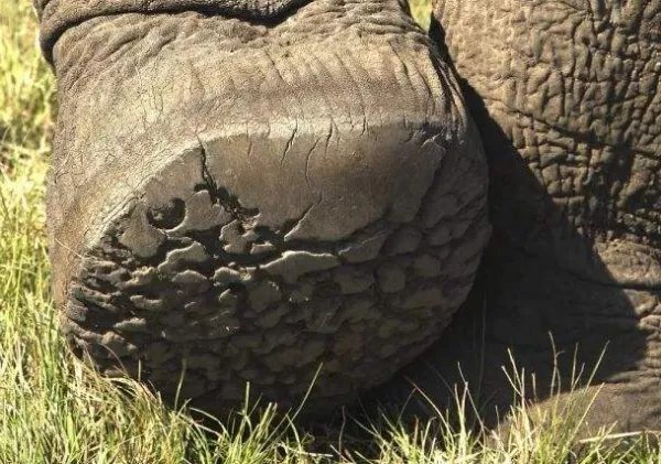 老虎的脚印是什么形状