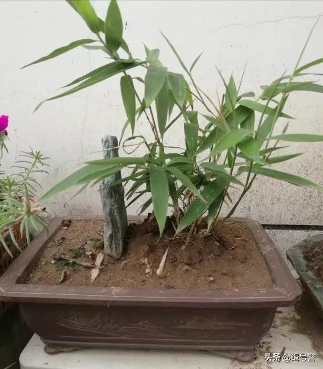 让大家来欣赏一下你做的竹盒景吧？