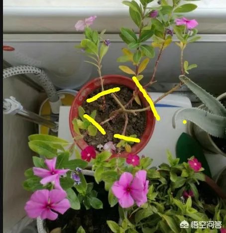 长春花怎么摘心？