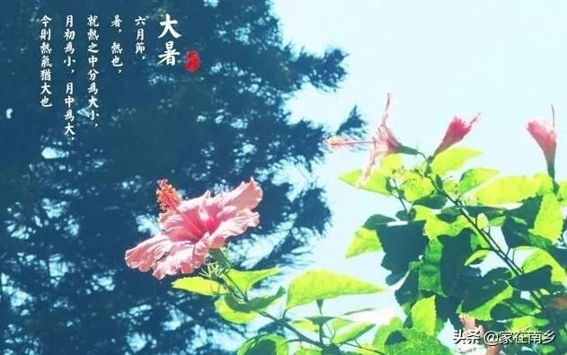 农村老话“大暑凉飕飕，立冬笑死牛”是啥意思？有道理吗？