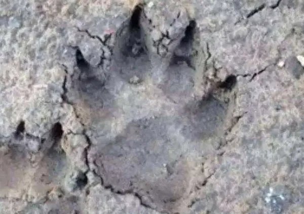 老虎的脚印是什么形状