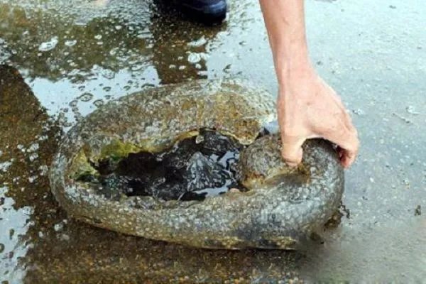 中国什么湖水怪