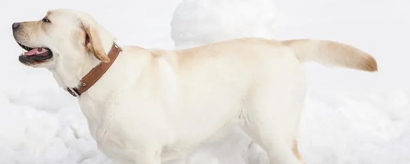 梦见狗怀孕了表示什么 梦见狗怀孕了代表什么预兆