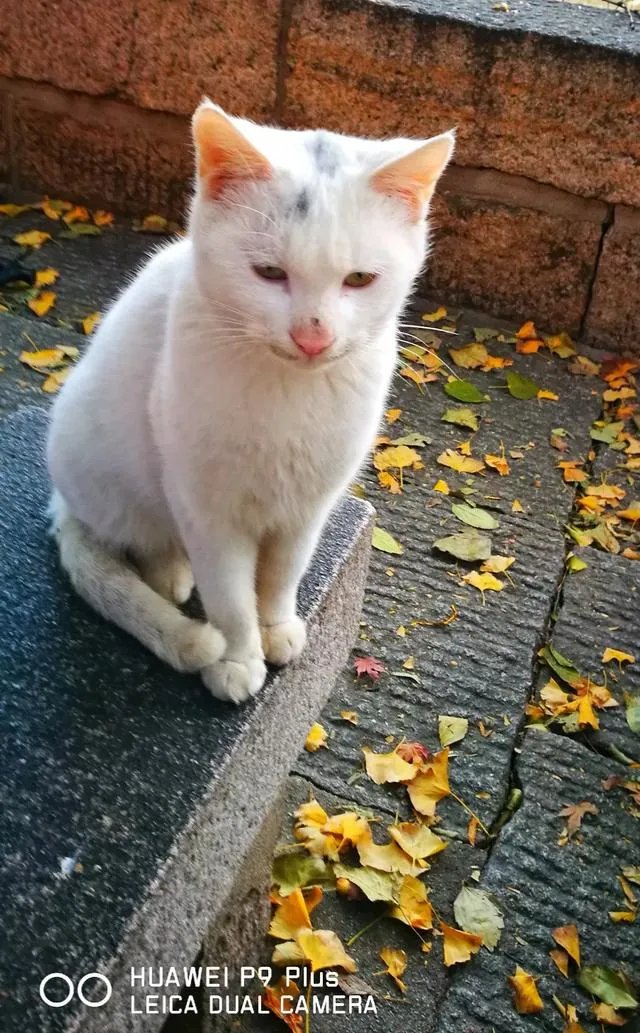 小米传出重磅消息即将召开小米LOT开发者大会，这是在传递什么信息？