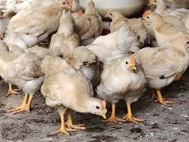 今年什么行情，鸡蛋跌回几年前的价格了，鸡蛋成了白菜价？