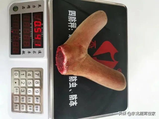 什么是好的鲜鹿茸