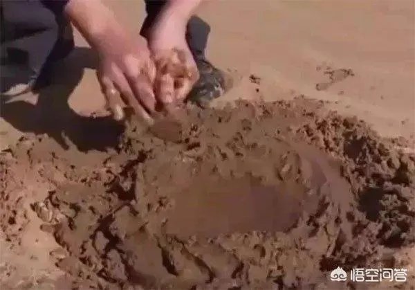 沙漠胶水真的能治好沙漠吗？