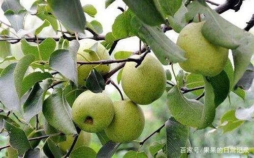 梨树的种植很广泛，如何种植梨树？