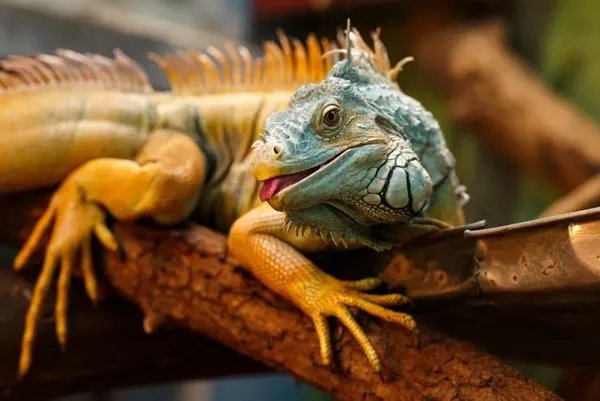 佳能RF 85mm F2微距镜头试拍简评