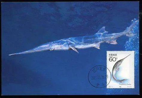 长江白鲟到底是什么鱼？