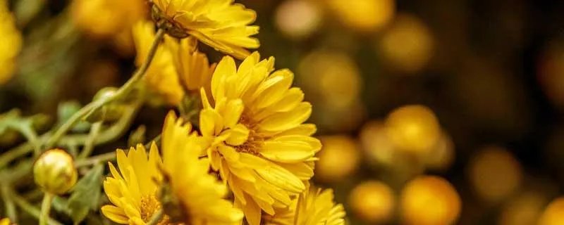 九月九重阳节的意义是什么 九月九重阳节的含义是什么